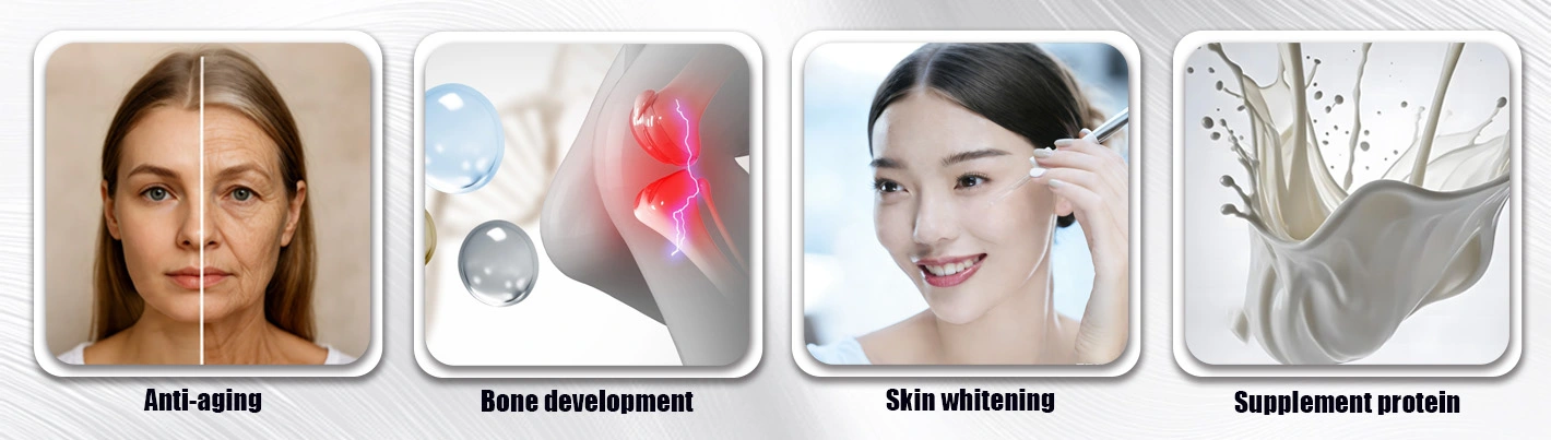 Wolfberry peptide Application Areas Wolfberry peptide Application Areas