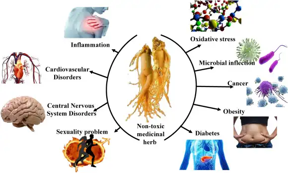  Ginseng plant extract