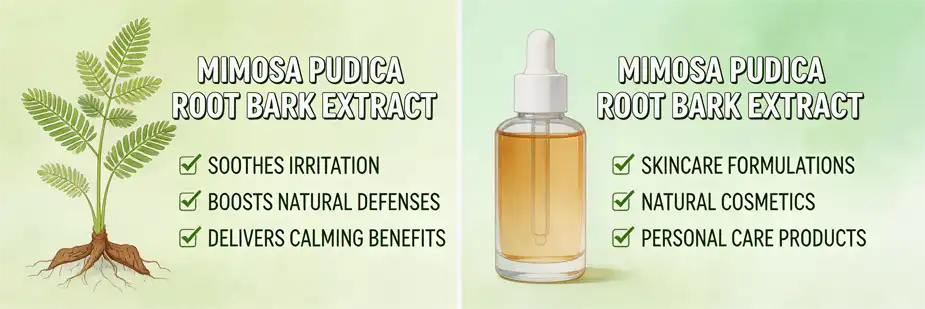 Mimosa Root Bark Extract Mimosa Root Bark Extract
