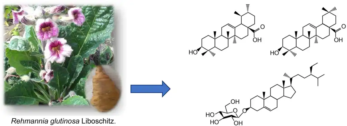 Radix rehmanniae extract Radix rehmanniae extract