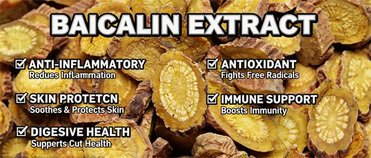 Baicalin extract Baicalin extract