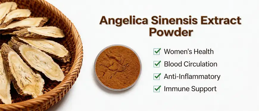 angelica sinensis extract powder