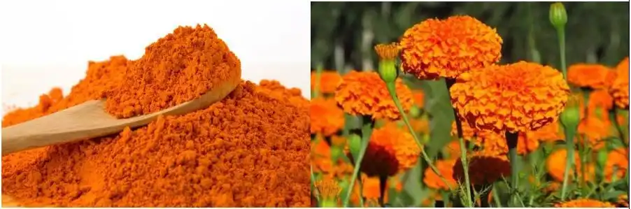 marigold extract powder