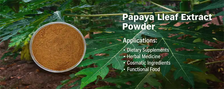 papaya leaf extract powders papaya leaf extract powders