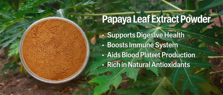 Papaya leaf extract powder 