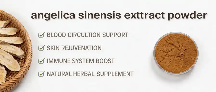 Angelica sinensis extract powder 