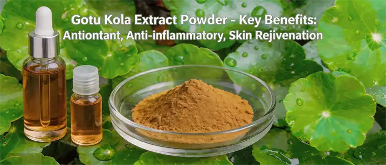 Gotu kola extract powder