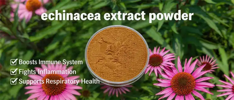 echinacea extract powder echinacea extract powder