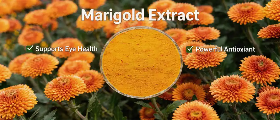 Marigold extract powder Marigold extract powder