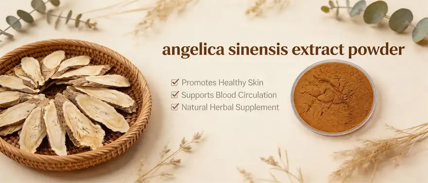 angelica sinensis extract powder