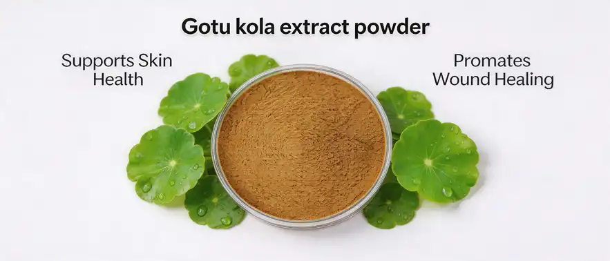 Gotu kola extract powder 