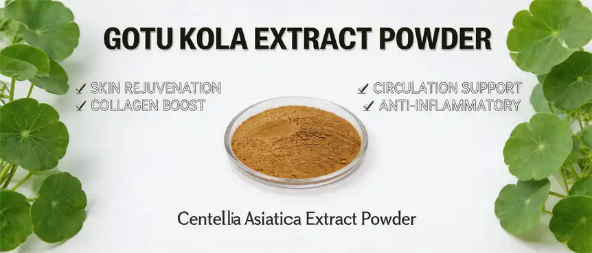 gotu kola extract powder