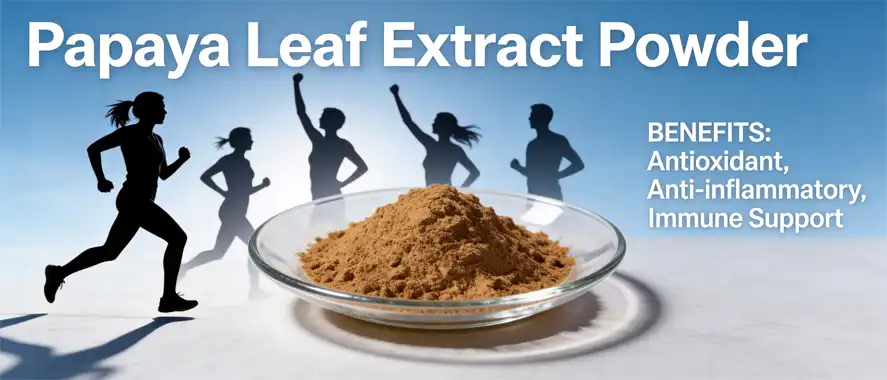 papaya leaf extract powder papaya leaf extract powder