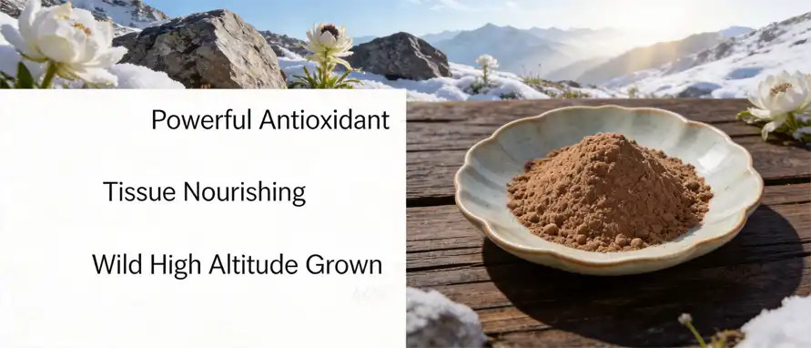 Snow Lotus Powder Snow Lotus Powder