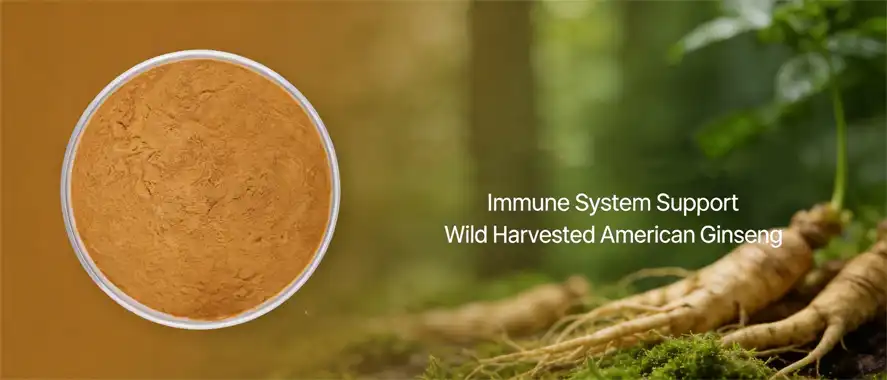 American ginseng extract powder American ginseng extract powder