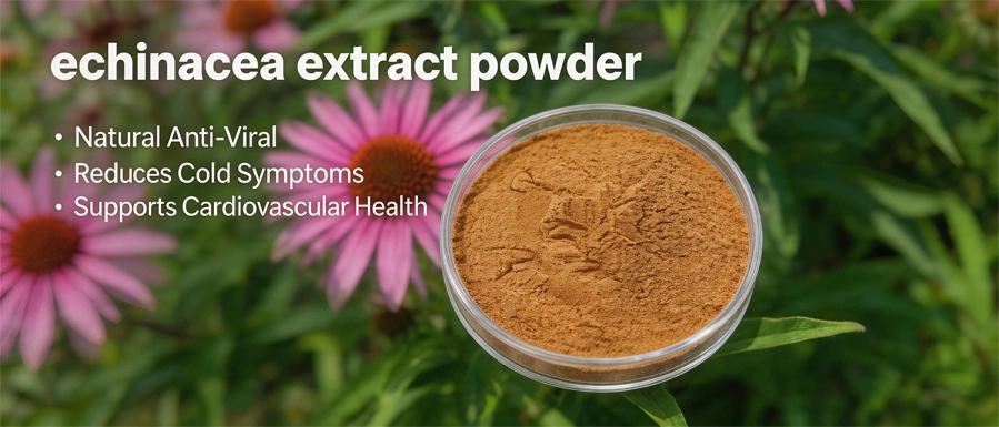 Echinacea Extract Powder