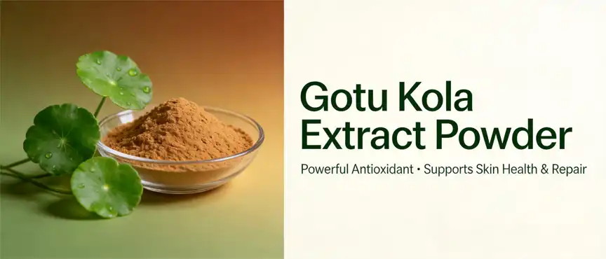 gotu kola extract powder gotu kola extract powder