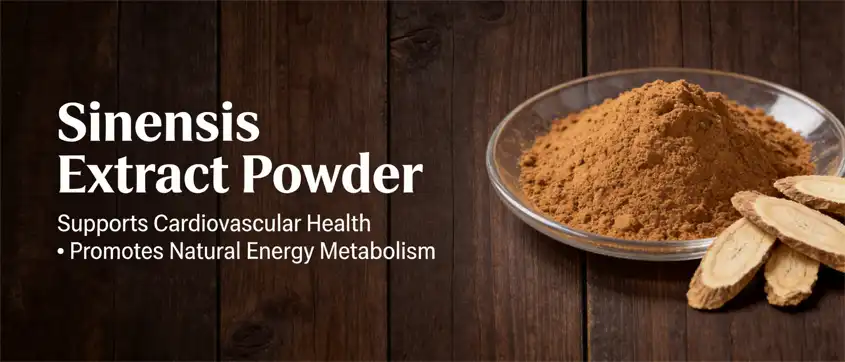 angelica sinensis extract powder